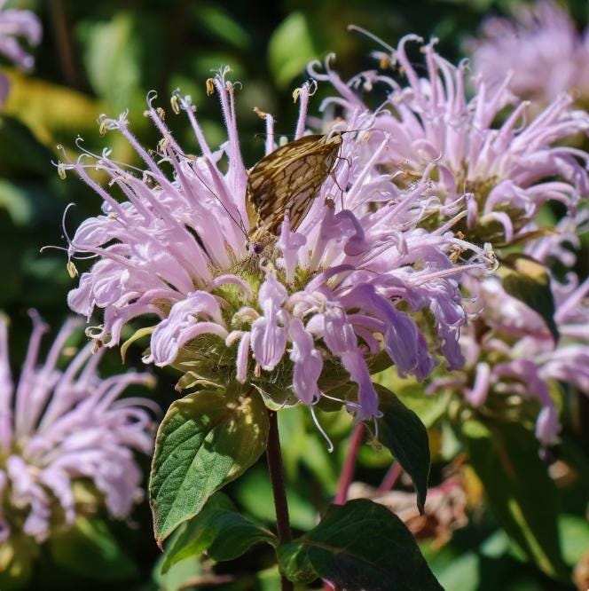 Purple Ginger Plants - Etsy