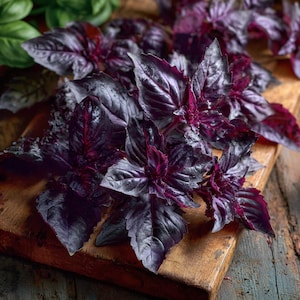 May include: Close-up of fresh purple basil leaves on a wooden cutting board. The leaves have a deep purple hue with visible veins and a slightly glossy texture. The basil is arranged in a cluster, showcasing its vibrant color and fresh appearance.