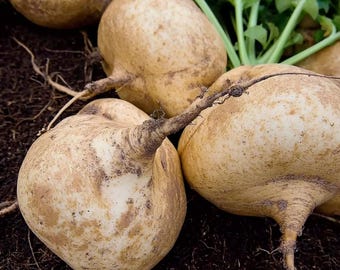 Jicama Thai 25 Seeds | Crisp, Sweet Root Vegetable for Gardens & Warm Climates