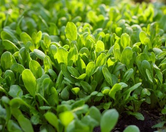 Dutch Corn Salad 200 Seeds – Heirloom Mâche, Cold-Hardy Green