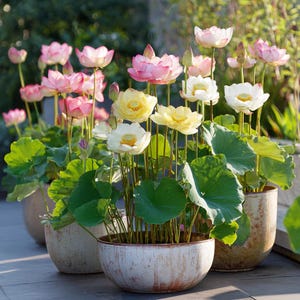 May include: A collection of potted lotus flowers in full bloom. The flowers display a range of colors, including pink, yellow, and white, with green lily pads. The pots are a neutral color, and the background is blurred.