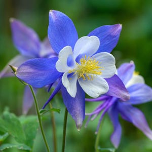May include: Close-up of a vibrant blue and white columbine flower with yellow stamens. The petals are a deep blue, transitioning to white at the center. The flower is set against a blurred green background, highlighting its delicate beauty.