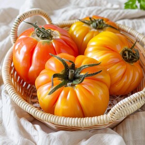 May include: A woven basket filled with ripe heirloom tomatoes. The tomatoes vary in color from orange to yellow and red, with green stems. The basket is set on a white cloth, creating a rustic and fresh aesthetic.