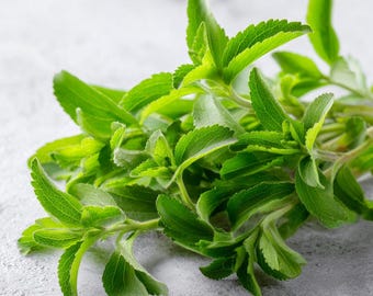 Stevia Sugar Leaf 50 Seeds | Heirloom Natural Sweetener Plant