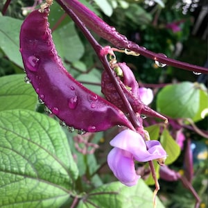 May include: Close-up of a vibrant purple bean pod with water droplets, alongside a delicate lavender flower and green leaves. The bean pod is curved and glossy, with a rich, deep color. The image captures the beauty of nature.