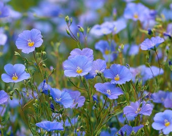 Linum Perenne Seeds – 350 Blue Flax Wildflower Seeds, Pollinator-Friendly