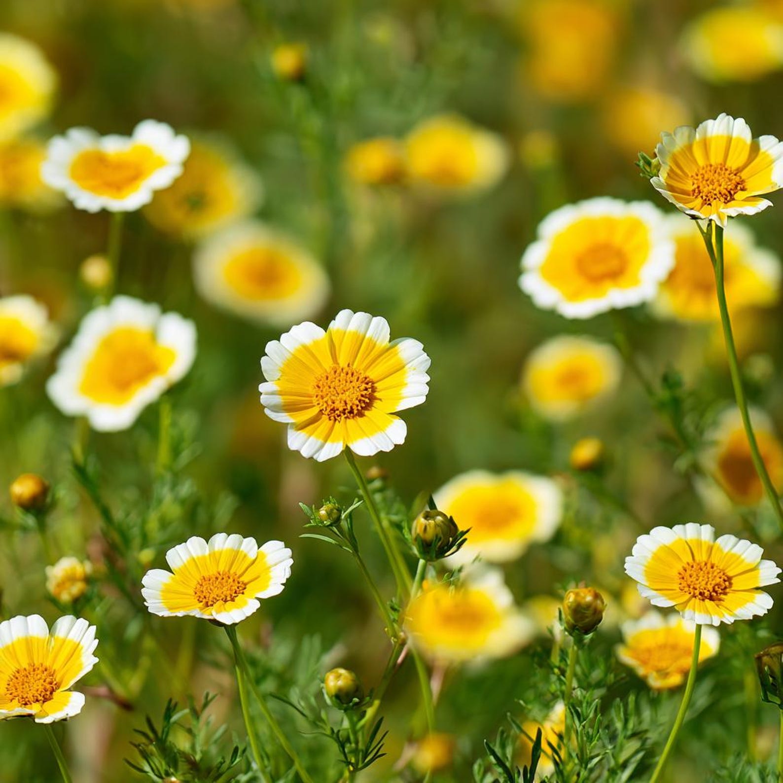 Tidy Tips Tidy Tips 150 Seeds – Layia Platyglossa, Yellow & White Wildflower - Etsy