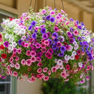 Million Bells Seeds - Etsy