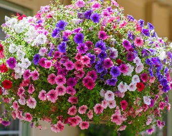 Dwarf Petunia Seed Mix 250 Seeds – Petunia nana compacta | Compact Colorful Blooms, Easy-to-Grow