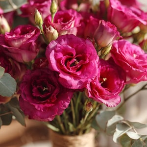 May include: A close-up of a bouquet of vibrant pink flowers, with multiple blooms in various stages of opening. The petals display a gradient of color, from deep magenta to lighter pink. Green leaves and buds are also visible.