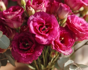 May include: A close-up of a bouquet of vibrant pink flowers, with multiple blooms in various stages of opening. The petals display a gradient of color, from deep magenta to lighter pink. Green leaves and buds are also visible.