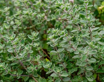 Sweet Marjoram Seeds – Origanum majorana 150 Seeds | Aromatic Heirloom Herb | Culinary & Medicinal Perennial