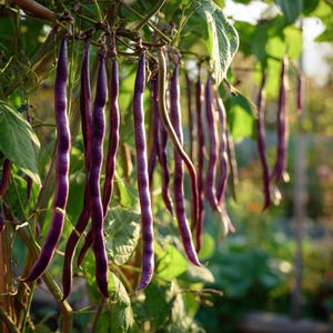 May include: Close-up of a cluster of purple bean pods hanging from a vine. The beans are long and slender, with a deep purple hue. Green leaves and stems surround the beans, with a blurred background of sunlight.