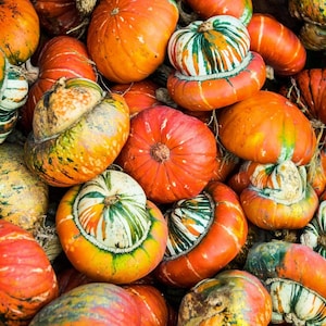 May include: A vibrant assortment of pumpkins in various shapes and sizes. The pumpkins display a range of colors, including orange, red, green, and yellow. Some have unique, textured surfaces and striped patterns, perfect for autumn decor.