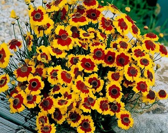 May include: A vibrant cluster of yellow and red flowers with dark brown centers. The petals are a bright yellow with red tips, creating a striking contrast. The flowers are in full bloom, showcasing their intricate details and textures. The image is of a flowering plant.