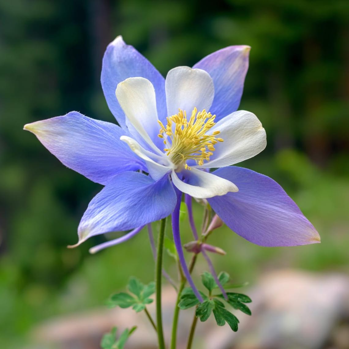 Blue Rocky Mountain Columbine 100 Seeds – Colorado State Flower - Etsy