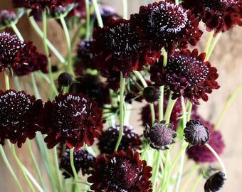May include: A bouquet of dark burgundy scabiosa flowers with white speckles on the petals. The flowers have a rounded shape and are set against a backdrop of green stems and a neutral background.