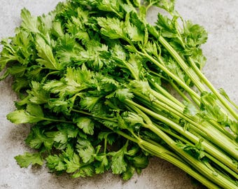 Cutting Celery 200 Seeds | Flavorful Leaf Celery, Aromatic Herb for Gardens, Containers & Culinary Use