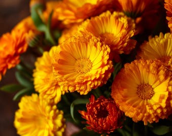 May include: A close-up of a bouquet of vibrant orange and yellow calendula flowers. The flowers have multiple layers of petals and a dark brown center. Green leaves are visible among the blooms. The flowers are in a woven basket.
