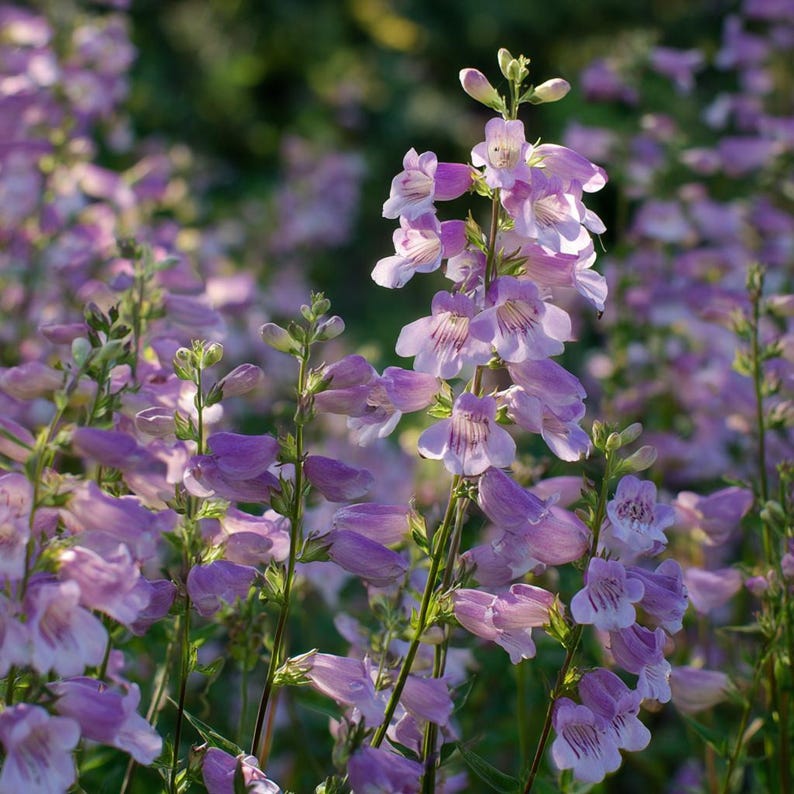 Native Penstemon Showy Beardtongue 50 Seeds | Penstemon Cobaea – Native Wildflower With ...