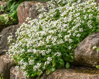 White Rockcress 300 Seeds | Heirloom Arabis alpina for Ground Cover & Gardens