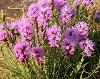 Dotted Blazing Star Flower 25 Seeds | Liatris punctata for Fresh or Dried Arrangements & Pollinators