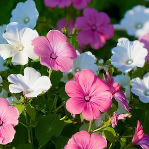 May include: A close-up of a vibrant garden bed filled with pink and white flowers. The flowers have five petals and a dark center. Green leaves provide a backdrop for the colorful blooms, creating a natural and lively scene.