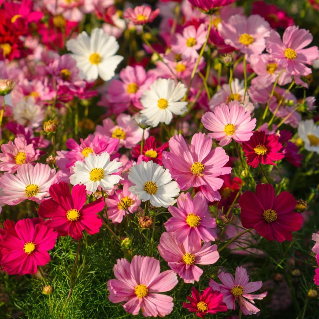 Fairy Kiss Blend Dwarf Cosmos 25 Seeds – Rose, White, Pink