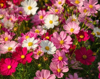 Fairy Kiss Blend Dwarf Cosmos 25 Seeds – Rose, White, Pink & Magenta