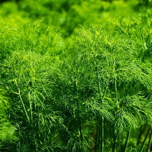 Organic Bouquet Dill Seeds – Anethum graveolens 100 Seeds | Aromatic Culinary Herb, Easy-to-Grow Annual bild 3