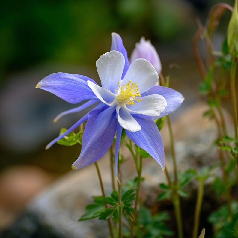 Blue Rocky Mountain Columbine 100 Seeds – Colorado State Flower - Etsy