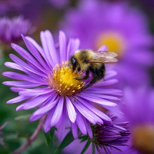 May include: A close-up of a bee on a purple flower with a yellow center. The bee is covered in black and brown fur. The flower has many thin, purple petals. Other purple flowers are blurred in the background.