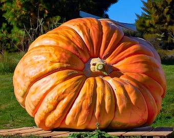 Dill’s Atlantic Giant Pumpkin 5 Seeds | Giant Heirloom Pumpkin