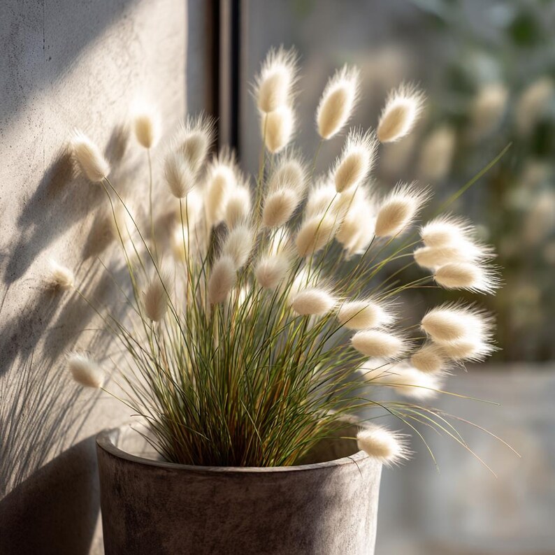 以下が含まれることがあります： ふわふわとしたクリーム色の花と緑色の茎を持つ鉢植えの植物のクローズアップ。植物はグレーのテクスチャード加工された鉢に入っています。背景は窓と壁のぼやけたビューで、影ができています。