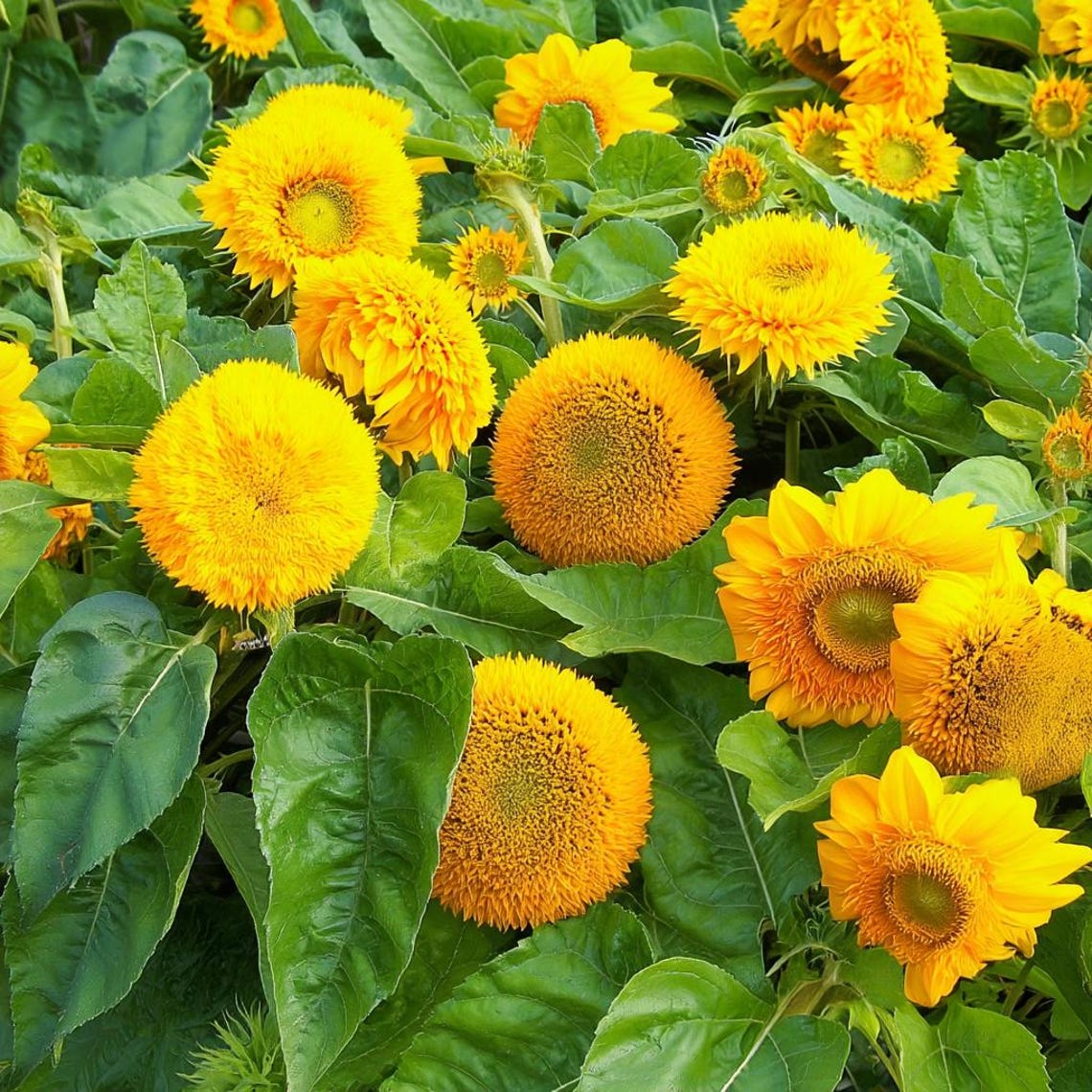 Dwarf Gold Sunflowers 30 Seeds | Compact Golden Blooms for Gardens ...