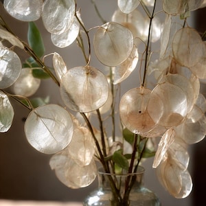 May include: A close-up of a clear glass vase filled with dried Lunaria stems. The stems have delicate, translucent, round seed pods in shades of beige and cream. The pods are attached to thin, brown stems, creating a natural, airy arrangement.