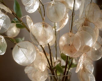 Money Plant 50 Seeds – Lunaria Biennis, Silver Dollar Plant