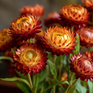 May include: A close-up of a bouquet of strawflowers. The flowers have a vibrant color palette, with petals that transition from deep red to bright orange and yellow centers. The flowers are in full bloom, showcasing their layered petals and textured surfaces.