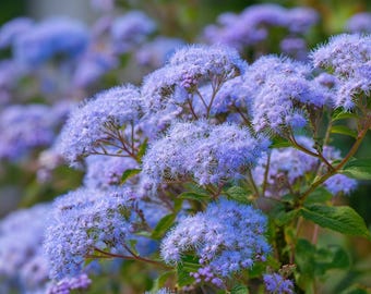 Blue Mist Flower 200 Seeds | Eupatorium coelestinum – Fragrant Native Wildflower for Pollinator Gardens