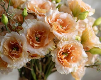 May include: A bouquet of peach-colored flowers with ruffled petals and green buds. The flowers have a creamy white outer layer and a darker peach center. The stems are tied with twine, creating a rustic floral arrangement.