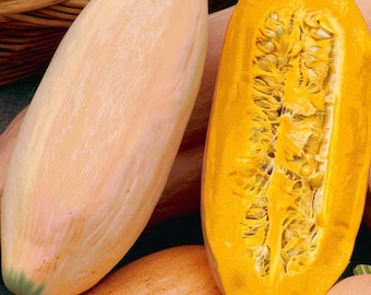 Organic Pink Banana Jumbo Winter Squash 20 Seeds | Large, Sweet Heirloom Squash