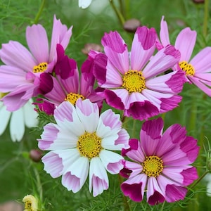 May include: Close-up of cosmos flowers in various shades of pink, white, and magenta. The petals have a delicate, layered appearance, with yellow centers. The flowers are set against a backdrop of green foliage.