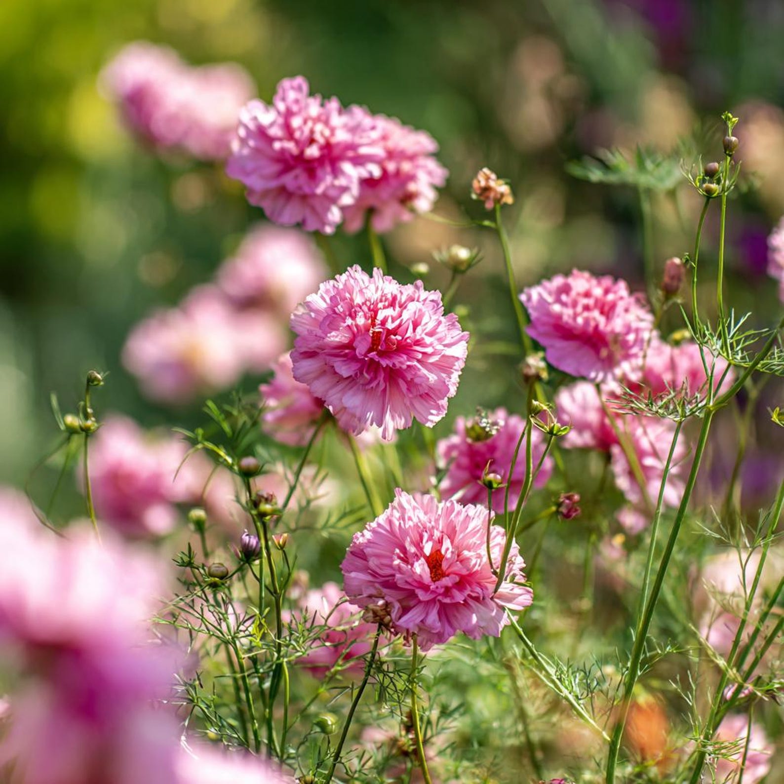 Double Click Rose Bonbon Cosmos 25 Seeds – Rose-pink Blooms - Etsy