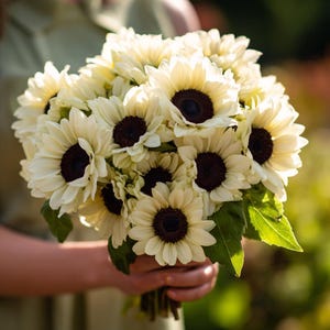 May include: A bouquet of cream-colored sunflowers with dark brown centers and green leaves. The flowers are held in a person's hand, with the background blurred, suggesting an outdoor setting. The sunflowers are in full bloom.