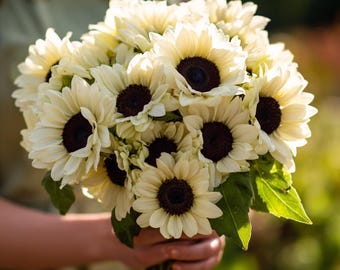 White Nite Sunflower 20 Seeds | Elegant Creamy-White Blooms, Easy-to-Grow Annual for Gardens & Cut Flowers