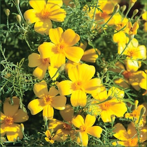 May include: Close-up of vibrant yellow flowers with orange centers and green foliage. The flowers have multiple petals and are in full bloom, creating a bright and cheerful display. The image showcases a collection of these flowers, highlighting their natural beauty.