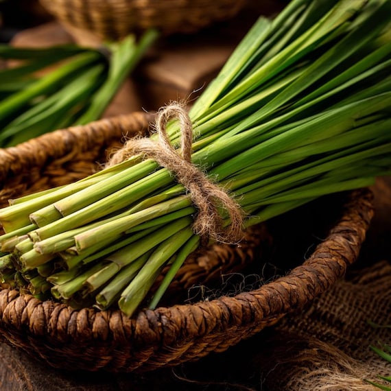 Lemongrass Herb 100 Seeds | Heirloom Aromatic and Medicinal Plant - Etsy
