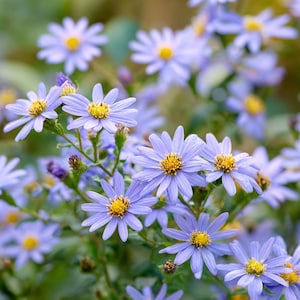 May include: Close-up of light blue aster flowers with yellow centers. The flowers have many thin petals and are in full bloom. The background is a soft green, creating a natural and vibrant scene.