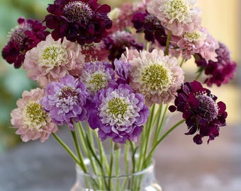 Imperial Pincushion Flower 50 Seeds | Heirloom Scabiosa atropurpurea for Gardens & Cut Flowers