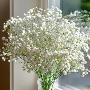 Gypsophila Elegans 500 Seeds – White Baby's Breath, Bouquet Flowers